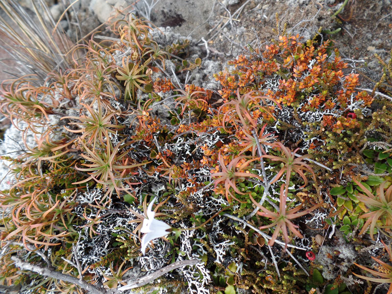 Tongariro Alpine Crossing alpine life